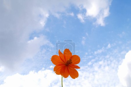 Foto de Flor naranja sobre fondo de cielo azul nublado - Imagen libre de derechos