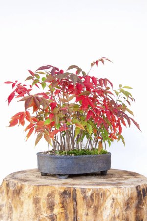 Photo for Red and green maple leaves in a pot - Royalty Free Image