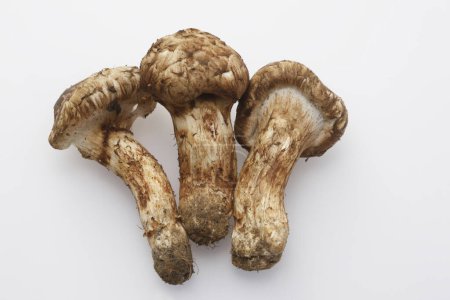 Photo for Fresh mushrooms isolated on white background - Royalty Free Image