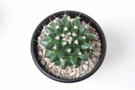 Téléchargez les photos : Cactus vert dans un pot sur fond blanc - en image libre de droit