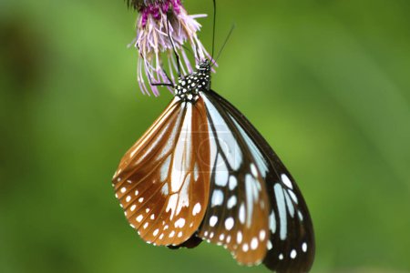 Téléchargez les photos : Beau papillon sur la fleur sur fond de nature - en image libre de droit