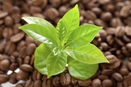 Téléchargez les photos : Plante fraîche avec feuilles vertes et grains de café sur fond blanc - en image libre de droit