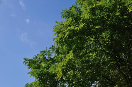 Téléchargez les photos : Arbres verts et ciel bleu sur fond de nature - en image libre de droit