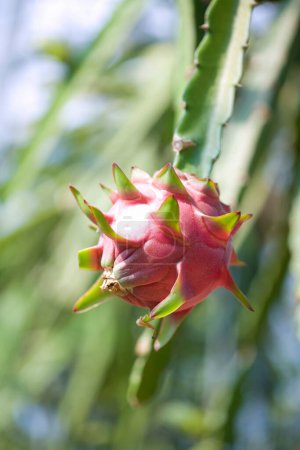Foto de Pitaya huerto de frutas de dragón al aire libre natural - Imagen libre de derechos