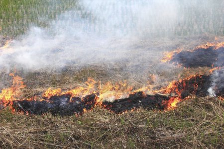 Téléchargez les photos : Herbe sèche après le feu sur fond de nature - en image libre de droit