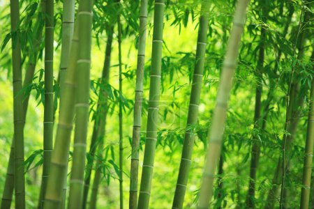Photo for Bamboo trees  in the forest - Royalty Free Image