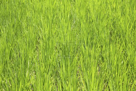Foto de Campo de arroz verde, antecedentes agrícolas - Imagen libre de derechos