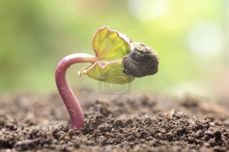 Téléchargez les photos : Jeune plante poussant d'un sol - en image libre de droit
