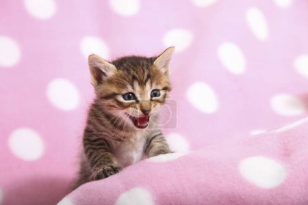 Foto de Lindo poco tabby gatito en rosa fondo - Imagen libre de derechos