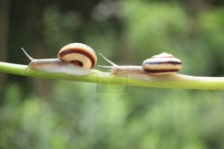 Téléchargez les photos : Escargots sur une plante verte sur fond de nature - en image libre de droit