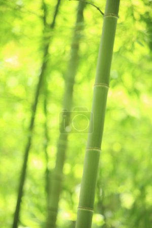 Foto de Hermoso bosque de bambú verde con enfoque suave. - Imagen libre de derechos