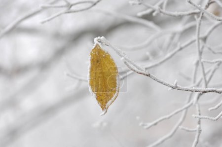Photo for Yellow leaf covered with frost - Royalty Free Image