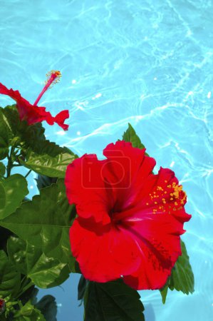 Photo for Red flower on the pool view - Royalty Free Image