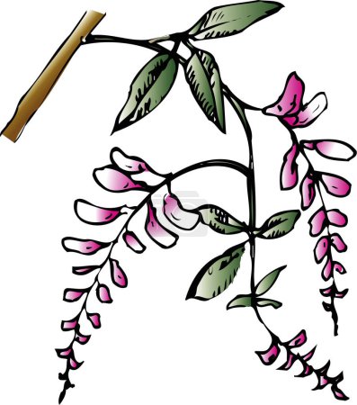Foto de Planta verde sobre fondo blanco, ilustración hecha a mano de la flor casera - Imagen libre de derechos