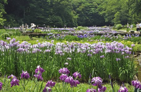 Téléchargez les photos : Violet iris fleurs dans le jardin et les gens au Japon - en image libre de droit