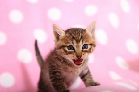 Photo for Cute little tabby kitten on pink background - Royalty Free Image