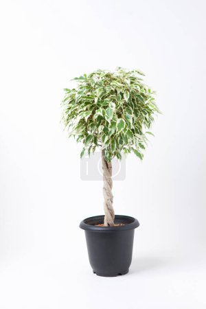 Photo for Potted plant on white background - Royalty Free Image