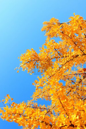 Foto de Hojas de otoño y el cielo azul, la flora temporada de otoño - Imagen libre de derechos