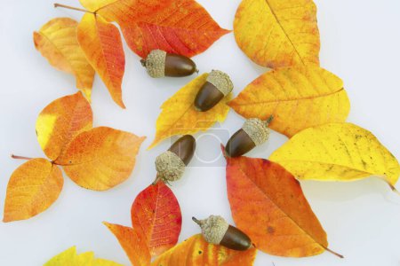 Foto de Fondo de otoño. hojas amarillas y verdes sobre una vieja tabla de madera - Imagen libre de derechos
