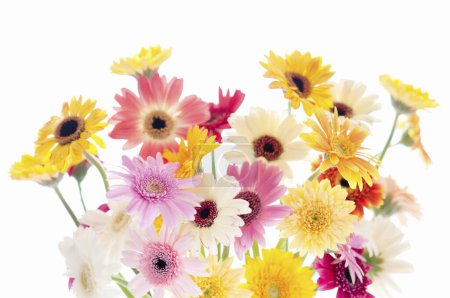 Téléchargez les photos : Fleurs vives sur fond blanc, gros plan - en image libre de droit