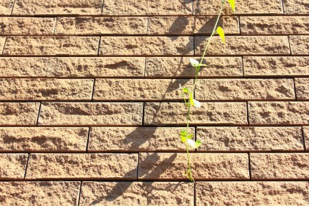 Téléchargez les photos : Mur de briques jaunes avec plante verte - en image libre de droit