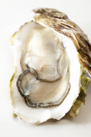 Photo for Close-up view of fresh gourmet oysters on white background - Royalty Free Image