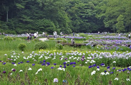 Téléchargez les photos : Violet iris fleurs dans le jardin et les gens au Japon - en image libre de droit