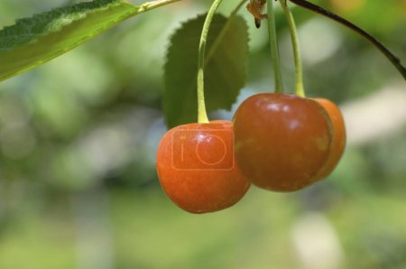 Photo for Ripe red cherries on tree with green leaves - Royalty Free Image
