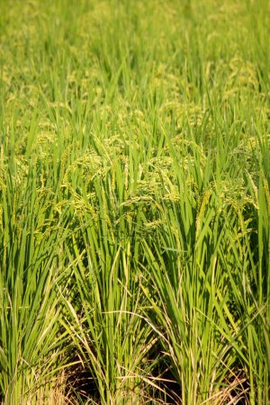 Téléchargez les photos : Vue de jour des plantes vertes au rizière - en image libre de droit
