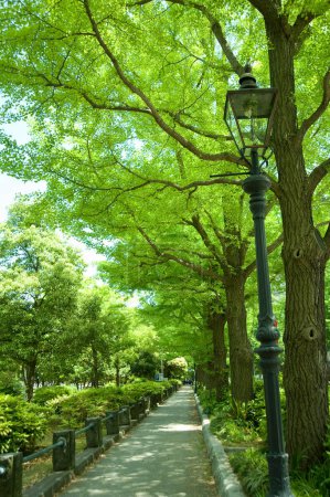 Foto de Hermosos árboles verdes en el parque. - Imagen libre de derechos