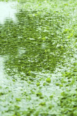 Foto de Hojas verdes y agua en el fondo del lago - Imagen libre de derechos