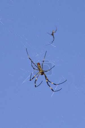 Photo for A spider on his web - Royalty Free Image