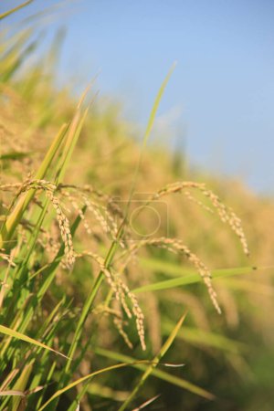 Foto de Hermoso campo de arroz durante el día - Imagen libre de derechos
