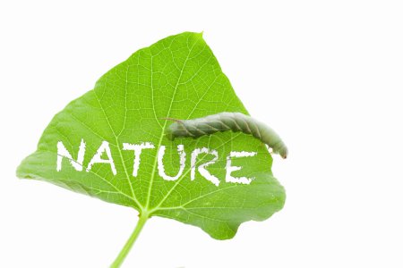 Téléchargez les photos : Un insecte sur une feuille avec un mot de la nature, sur un fond blanc - en image libre de droit