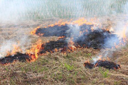Téléchargez les photos : Herbe sèche après le feu sur fond de nature - en image libre de droit