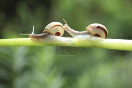Téléchargez les photos : Escargots sur une plante verte sur fond de nature - en image libre de droit