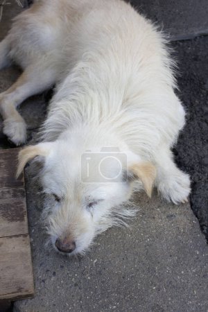 Foto de Perro blanco acostado en un piso de madera. - Imagen libre de derechos