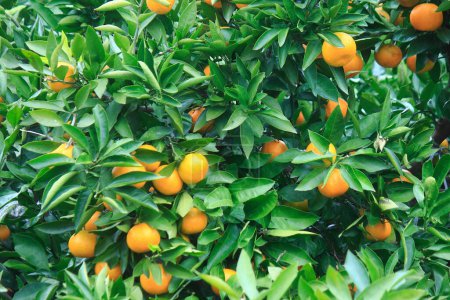 Téléchargez les photos : Un bouquet d'oranges accroché à un arbre - en image libre de droit