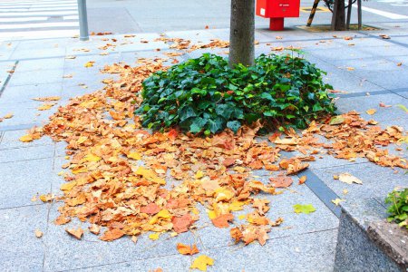 Foto de Hojas caídas de otoño sobre el fondo de asfalto - Imagen libre de derechos