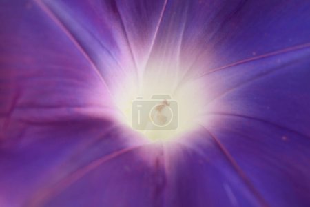 Téléchargez les photos : Une fleur bleue avec un centre blanc - en image libre de droit