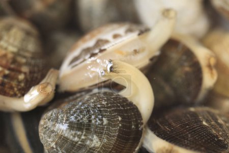 Foto de Primer plano - arriba de un caracol con un montón de conchas - Imagen libre de derechos