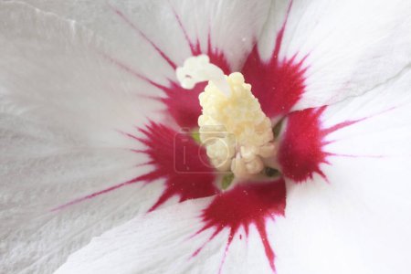 Foto de Una flor blanca con un centro rojo - Imagen libre de derechos