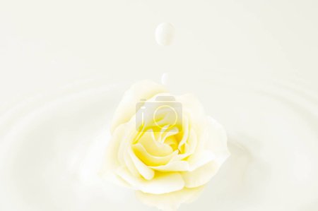 Téléchargez les photos : Fleur rose sur fond blanc - en image libre de droit