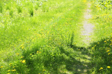 Téléchargez les photos : Prairie verte avec des fleurs jaunes au printemps - en image libre de droit