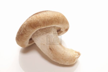 Photo for Close-up view of fresh organic shiitake mushroom - Royalty Free Image