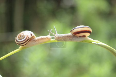 Photo for Snails on a green plant  on nature background - Royalty Free Image
