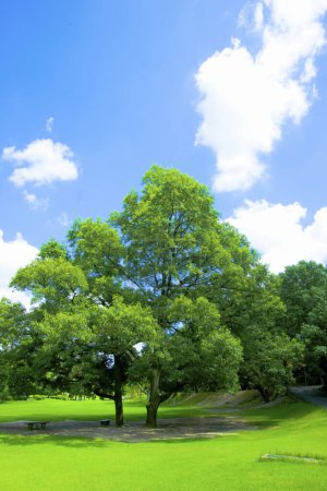 Foto de Hermosa vista de verano del parque con árboles verdes - Imagen libre de derechos