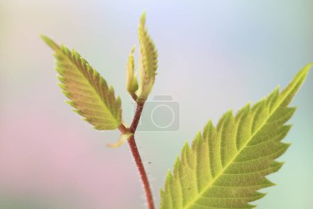 Photo for Young green leaves of a young tree in spring - Royalty Free Image