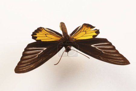 Téléchargez les photos : Papillon sur fond clair, gros plan - en image libre de droit