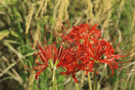 Photo for Close up image of Cluster Amaryllis growing in garder - Royalty Free Image